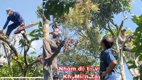 Nhóm đệ tử vua Khỉ Miền Tây leo Cưa những Cây Xoài trong vườn Mận An Phước