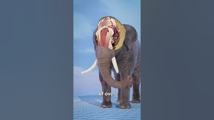 How Strong Is An Elephant's Trunk? 🤔
