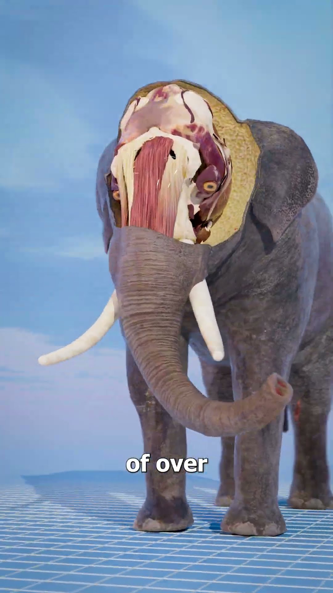 How Strong Is An Elephant's Trunk? ?
