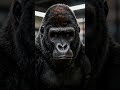 The Gorilla Experiment That Broke Reality