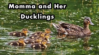Mother Duck Watching Her Babies - Mallard Ducklings