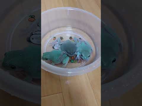 お風呂でおしっこしちゃった イエアメガエル カエル