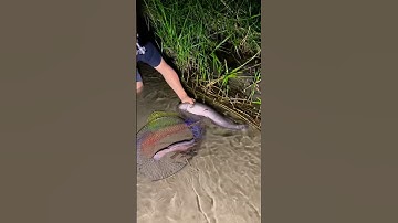 Cá Lớn - Cá trê ẩn nấp ven bờ suối ban đêm 🤔 #khacthuyvlogg