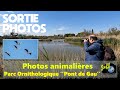 Photos animalieres au parc ornithologique du pont de gau carmargue   episode n661