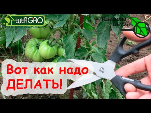 Как использовать листья и пасынки томатов с толком? Делаем настойку для защиты от тлей и слизней!