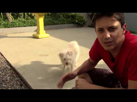 Vídeo: Como ensinar seu cão a 