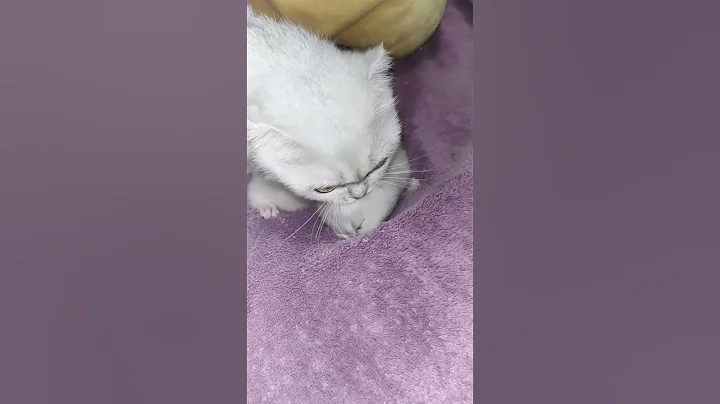 Watch the video about Scottish Fold Mom cat carries her little kitten in her teeth and hides the kitty