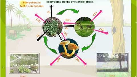Interaction In Ecosystem