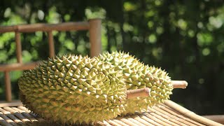 Picking And Eating Some Dropped Durian Fruits