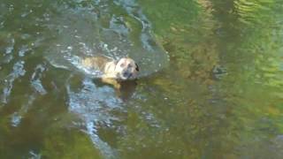 Dog In The River