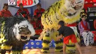 Barong Ogo-Ogo Surya Buana - Macan VS Barong Sai 