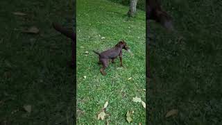 Rat caught with skill and patience by rollo the patterdale terrier