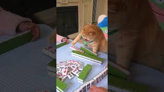 Who dares to play mahjong with me?#exlittlebeans #funnyvideo #funnycat #funnyshorts