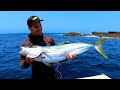 Spearfishing BIG Kingfish in NSW - Sashimi Catch 'N' Eat