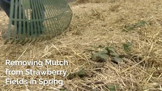 Removing Mulch from Strawberries in Spring