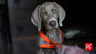 Life With Koda ( Episode 2)  First steps in Koda's training or raising a hunting weimaraner.