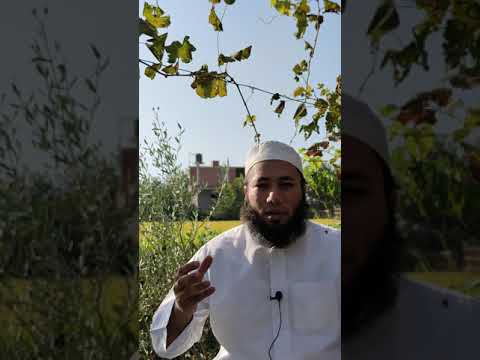 شجرة الزيتون في المنام من كتابي الإلهام في الرؤى والأحلام