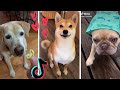 TikToks That Make You Go AAWWW ~ Funny Dogs of TIK TOK ~ Try Not to Laugh ~ Cute Puppies