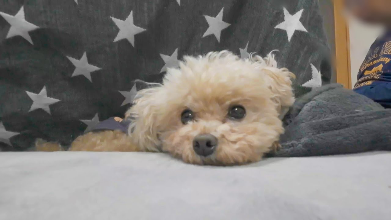 【こたつ】犬も人間も大好きなこたつを出しました