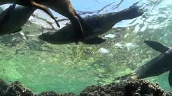 Sea of Cortez Underwater Canon 7D Video Footage