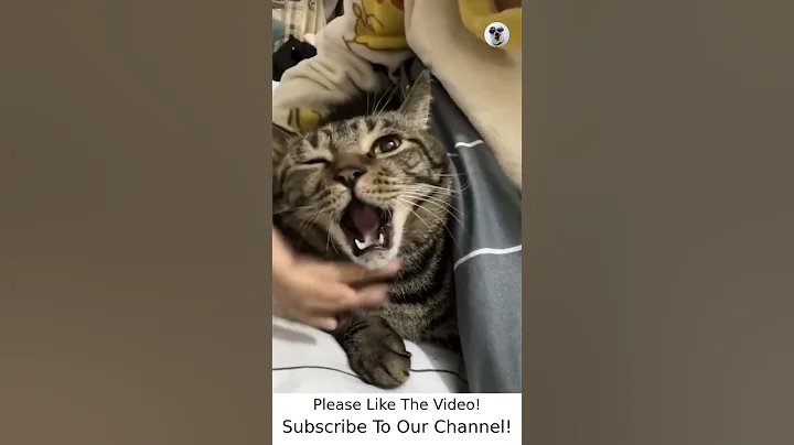 Watch the video about Funny Dogs Videos 2022 - Funny Animals TV #3416 #shorts