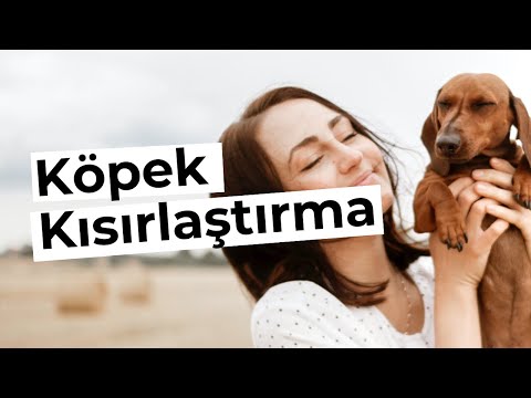 Video: Hamile bir dişi köpek anatomisi