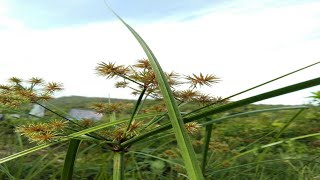 Mountain View Sherna A