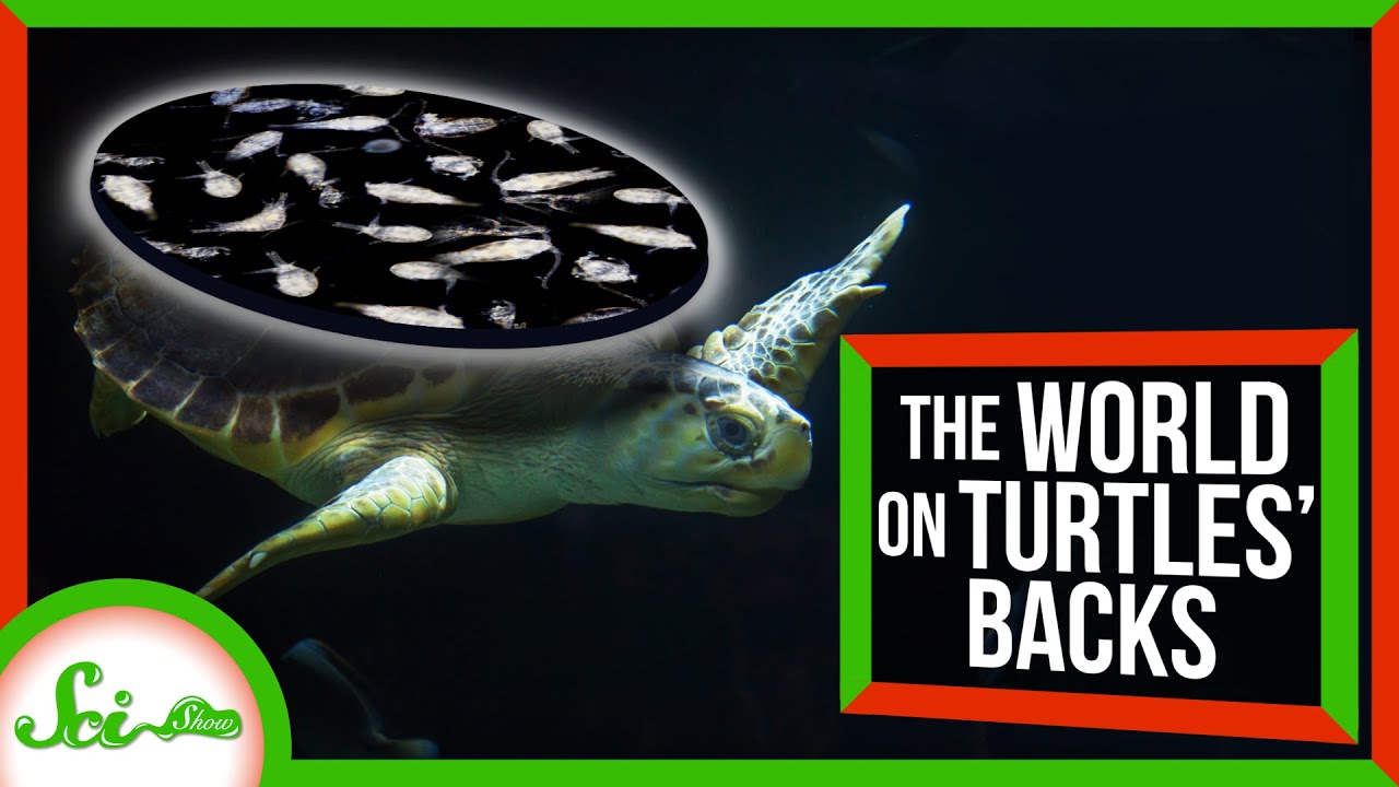 Sea Turtles Really DO Carry a (Microscopic) World on Their Backs