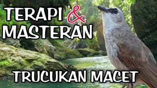 Terapi trucukan stres - TERAPI TRUCUKAN MACET BUNYI 💯% Ampuh JADIKAN BURUNG TRUCUK RAJIN BUNYI