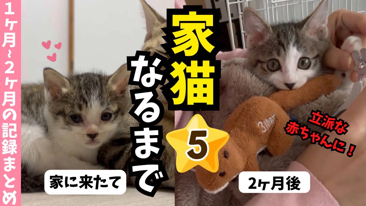 【総集編】育児放棄されていた子猫に家族ができるまでの最終回🍼第2のニャン生物語❣️赤ちゃんから立派な赤ちゃんになりました🎉