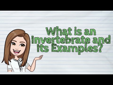 (SCIENCE) What is an Invertebrate and Its Examples? | #iQuestionPH