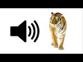Tiger  sound effect  prosounds