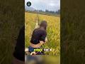 This Girl Catches Fish in Rice Fields – Nature’s Secret Farming Hack! #trending #viral