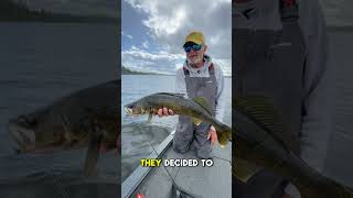 Al Lindner is wrapping up a show up in Sunset Country !  #walleyefishing #fishing #shorts