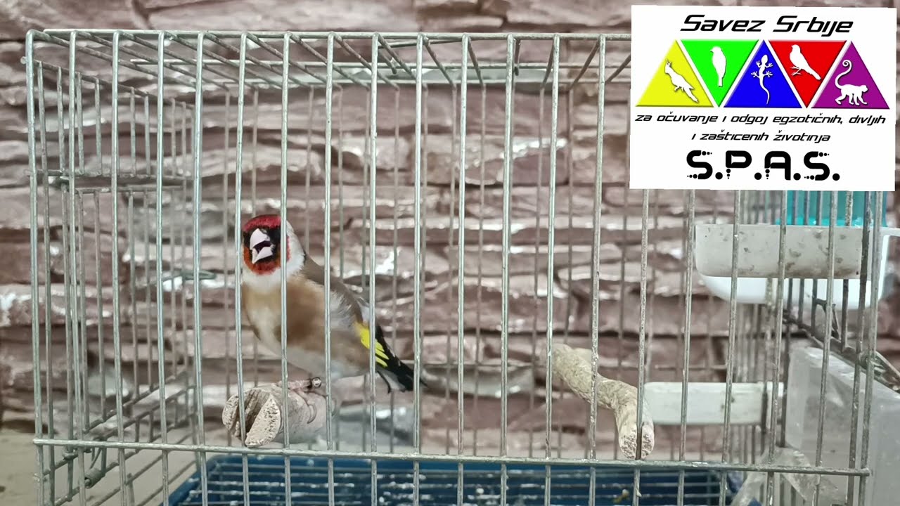 Pesma štiglića 008/22 World Championship in Goldfinch Song