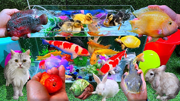 Bắt Con Cá Vàng, Cá Trê Bự, Cá Lau Kiếng, Cá Rô,, Con Thỏ Hà Lan, Cá Chép Koi Cá Sấu Con, Cá RanChu