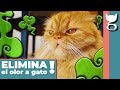 ¡MI GATO APESTA! - CÓMO EVITAR EL OLOR A GATO EN LA CASA