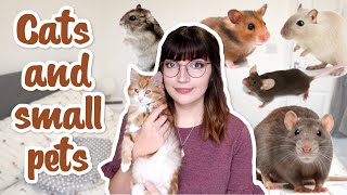 How to safely own Cats and Small pets!