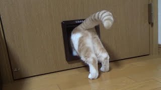 キャットドアを通る猫が可愛すぎます～ドアトレーニングの様子【スコティッシュフォールド】