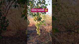 tometu re tometu #cutebaby trending songs #miku baby #viral short video #viralsong