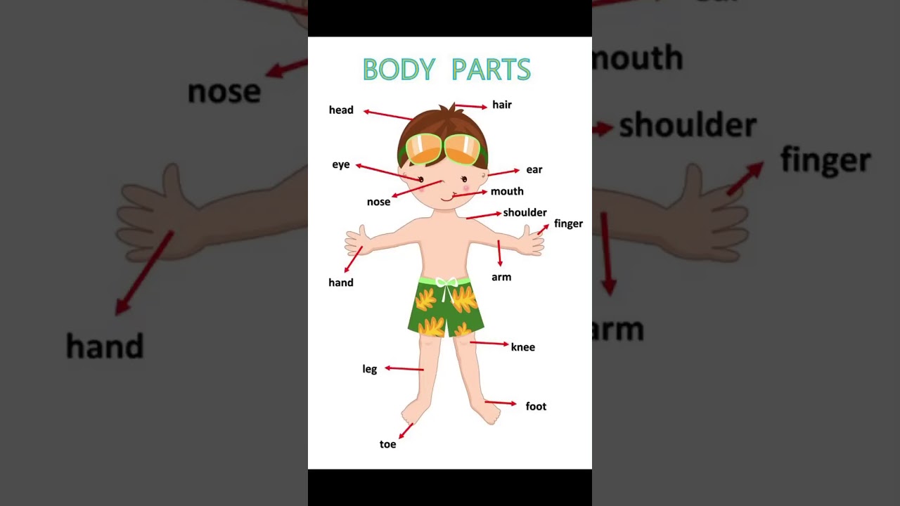 Body parts 1 - YouTube