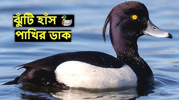 কালো হাঁস পাখির ডাক | Hans Pakhir Dak | Tufted Duck Bird Sound | Tufted Duck Call @wildindiamit​
