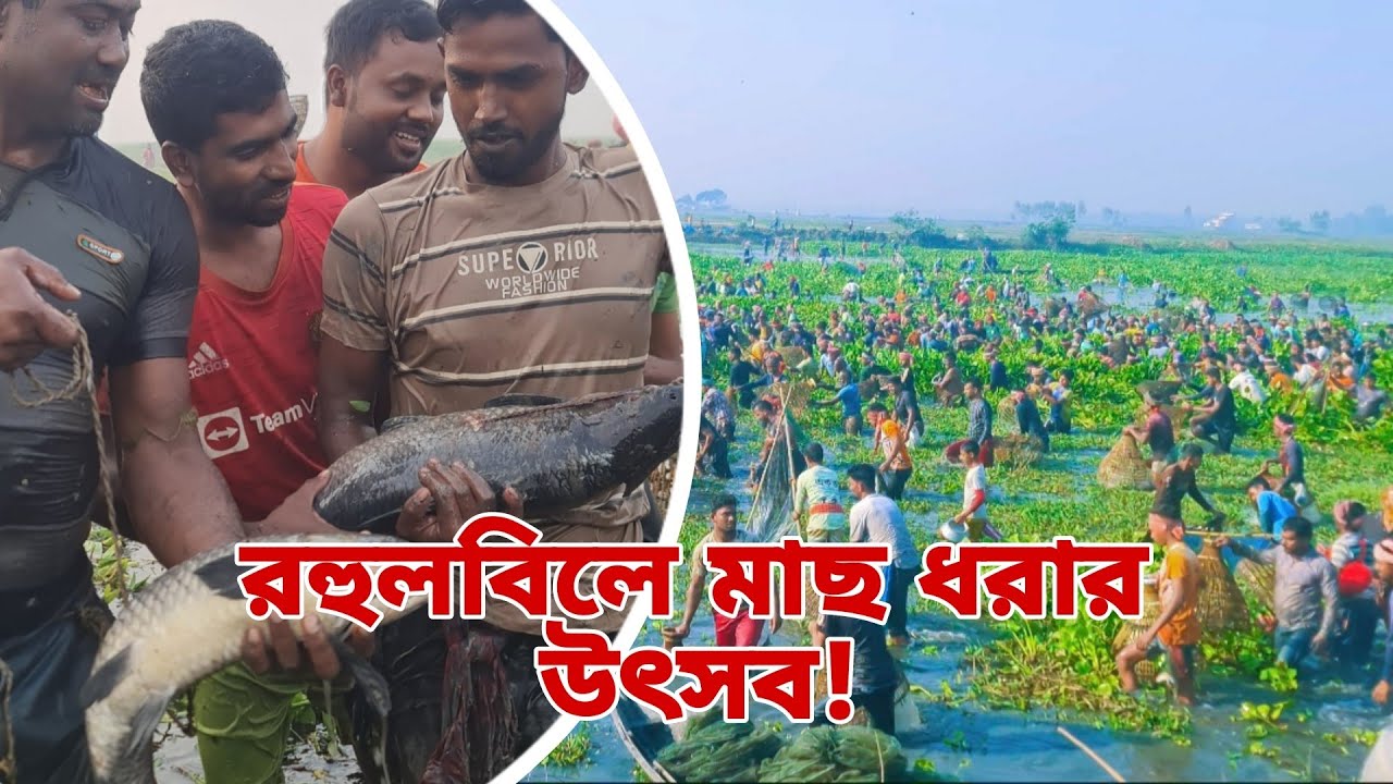 পাবনা রহুলবিলে মাছ ধরার উৎসব শুরু, বিলে হাজার হাজার মানুষের ঢল, সৈখিন শিকারী ভাইরা, 