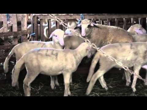Video: Na Farmi U Missouriju Netko Tri Godine Osakaćuje Krave - Alternativni Pogled