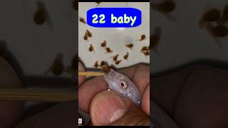 Mother White Cichlid Fish Giving Birth To 22 Baby Fish 🥰🐬 #魚 #물고기 #Fish #Fisch