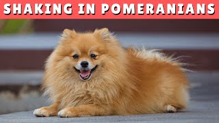 10 Reasons Your Pomeranian is SHAKING