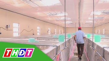 Đồng Tháp tham quan Công ty sản xuất Tôm thẻ chân trắng | THDT