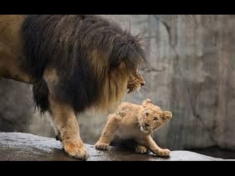 What do lion cubs eat?