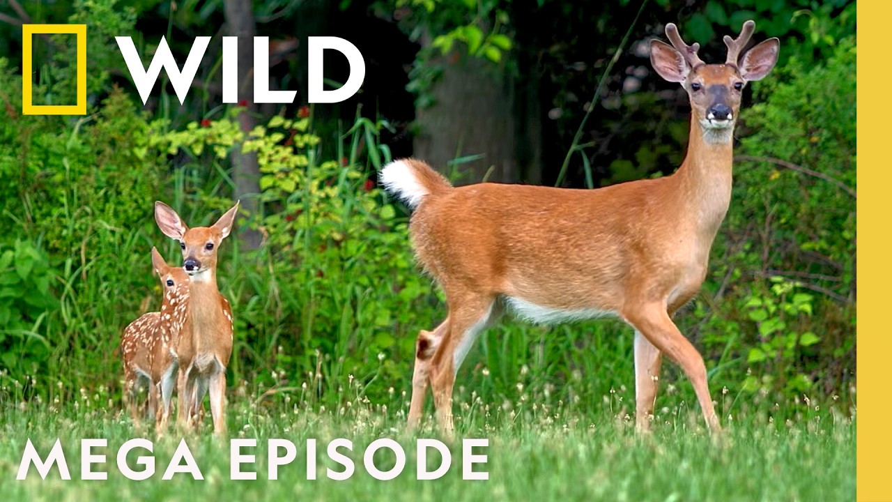 ⁣Secret Lives of America's National Park Animals | MEGA Episode | Nat Geo Animals