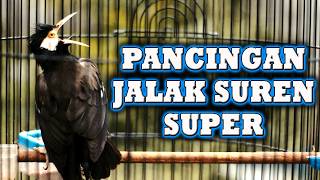 JALAK SUREN BERKICAU UNTUK PANCINGAN JALAK PASTI LANGSUNG BERKICAU GACOR